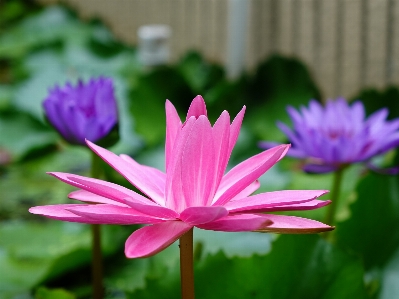 Blossom plant flower petal Photo