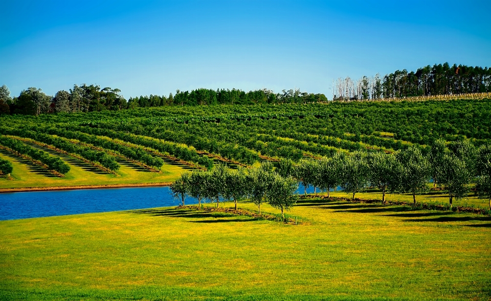 Landscape tree water nature