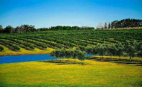 Landscape tree water nature Photo