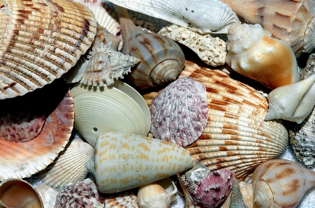 Coast water nature sand Photo