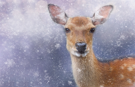 Snow cold winter animal Photo