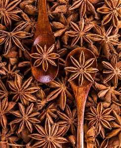 Plant leaf flower aroma Photo