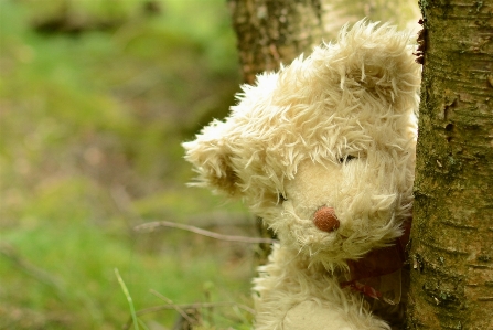 Nature grass outdoor play Photo