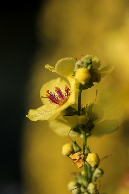 Naturaleza rama florecer planta