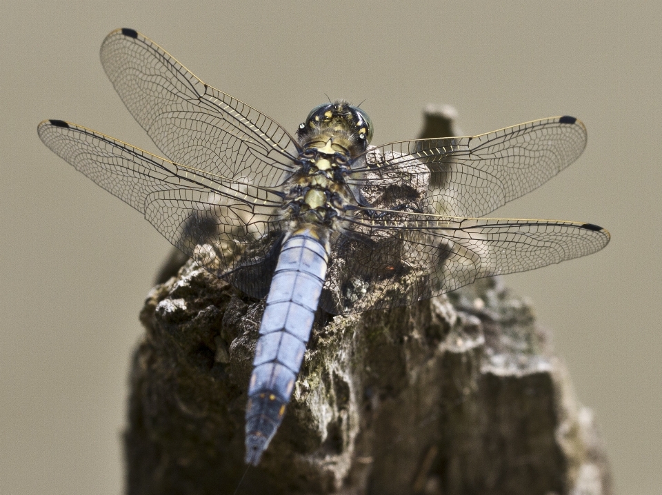 Aile la photographie voler insecte