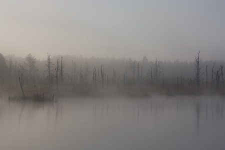 Nature swamp fog sunrise Photo