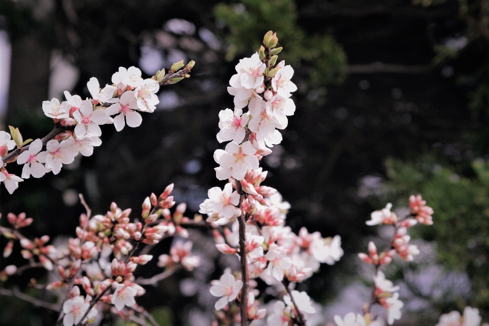 Rama florecer planta flor