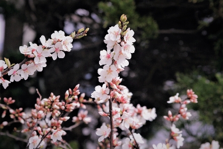 Branch blossom plant flower Photo