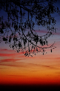 Tree nature horizon branch Photo