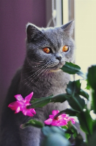 Sweet flower animal pet Photo