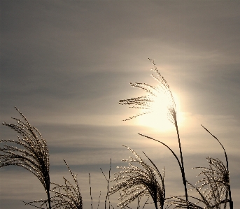 Tree nature grass horizon Photo