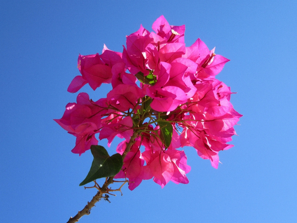 Arbre bifurquer fleurir usine