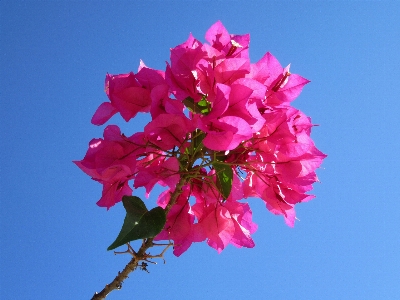 木 ブランチ 花 植物 写真