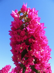 Blossom plant flower petal Photo