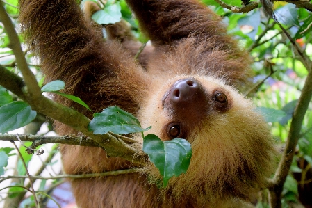 Foto Natureza viagem animais selvagens jardim zoológico