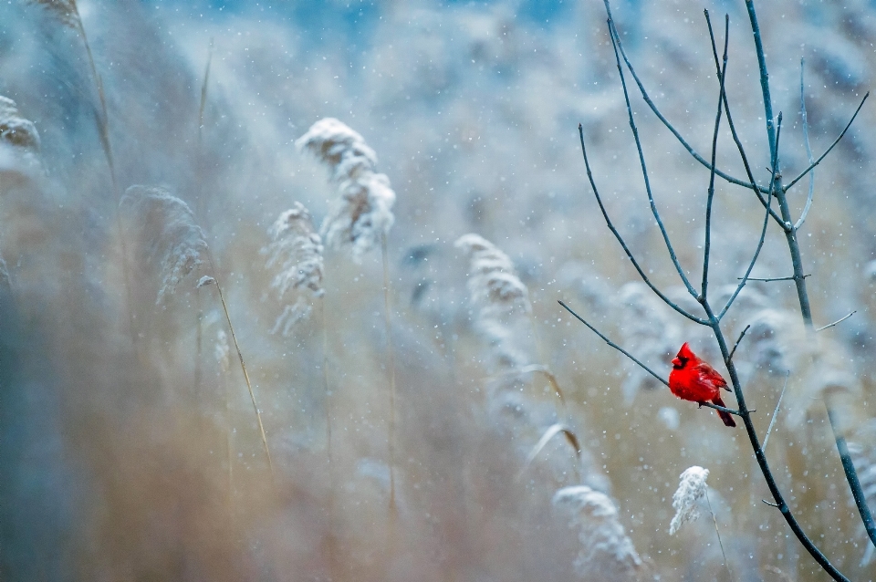 Agua naturaleza rama nieve