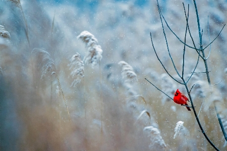 Water nature branch snow Photo