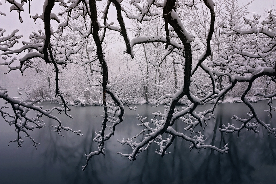 Landscape tree water nature