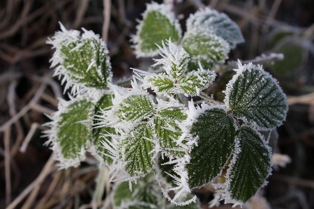 Nature branch snow cold Photo