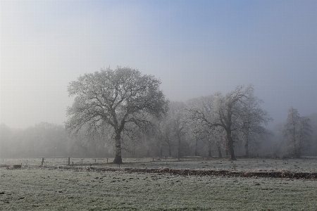 Landscape tree nature snow Photo