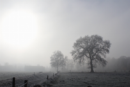 Photo Paysage arbre nature horizon