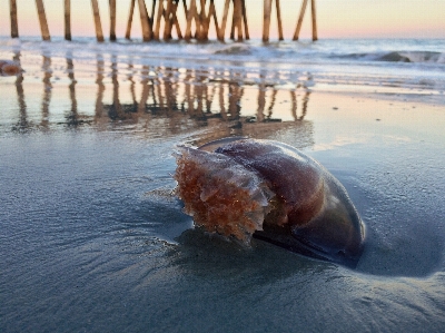 Beach sea water nature Photo