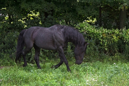 Grass meadow animal wildlife Photo