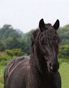 Foto Animal pastar
 caballo mamífero