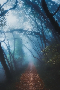 風景 木 自然 森 写真