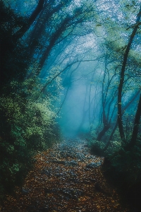 Foto Paesaggio mare natura foresta