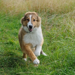 Grass run dog animal Photo