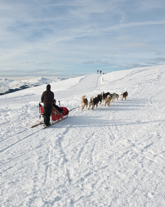 山 雪 冬 犬