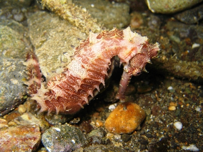 Foto Animais selvagens embaixo da agua biologia peixe