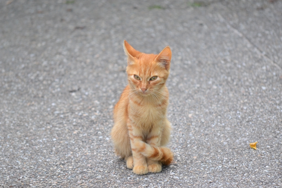 宠物 橙子 小猫 猫