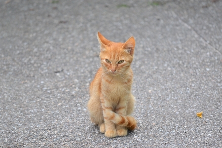 Pet orange kitten cat Photo