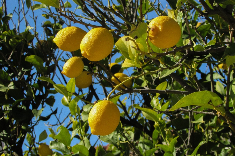 Tree nature branch plant