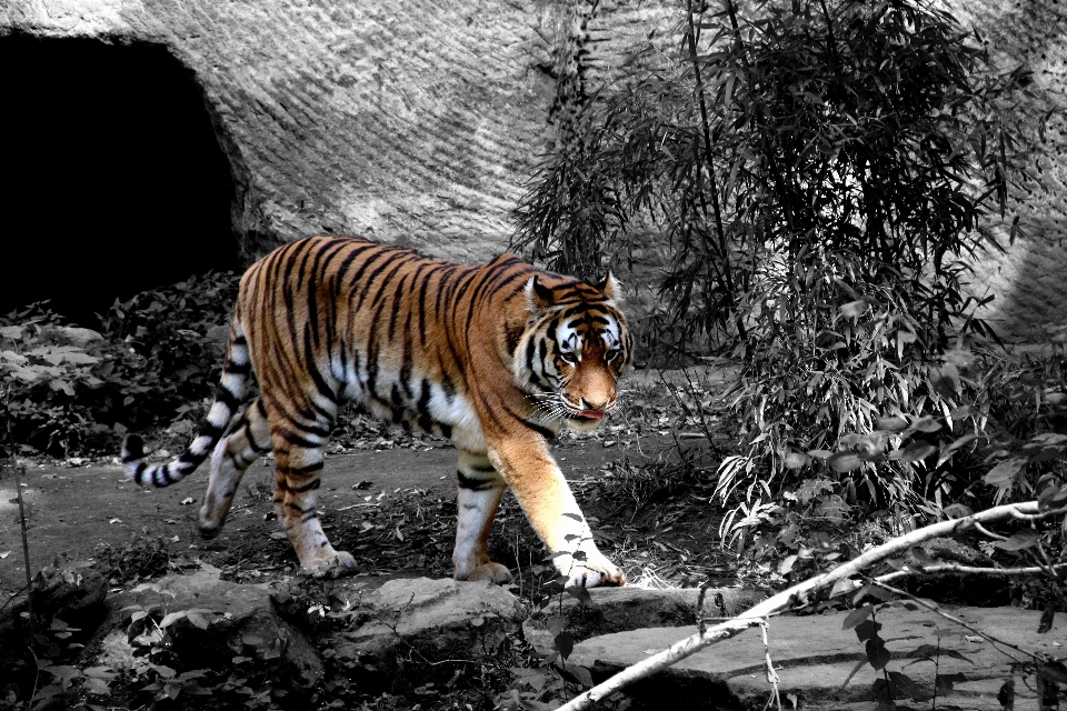 Noir et blanc
 faune zoo fourrure