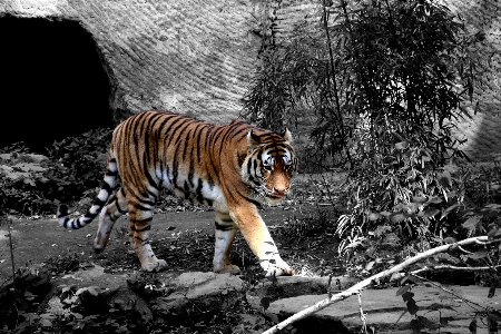 Foto Bianco e nero
 animali selvatici zoo pelliccia