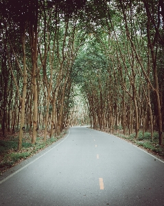 Landscape tree nature forest Photo