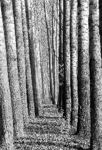 風景 木 自然 森 写真