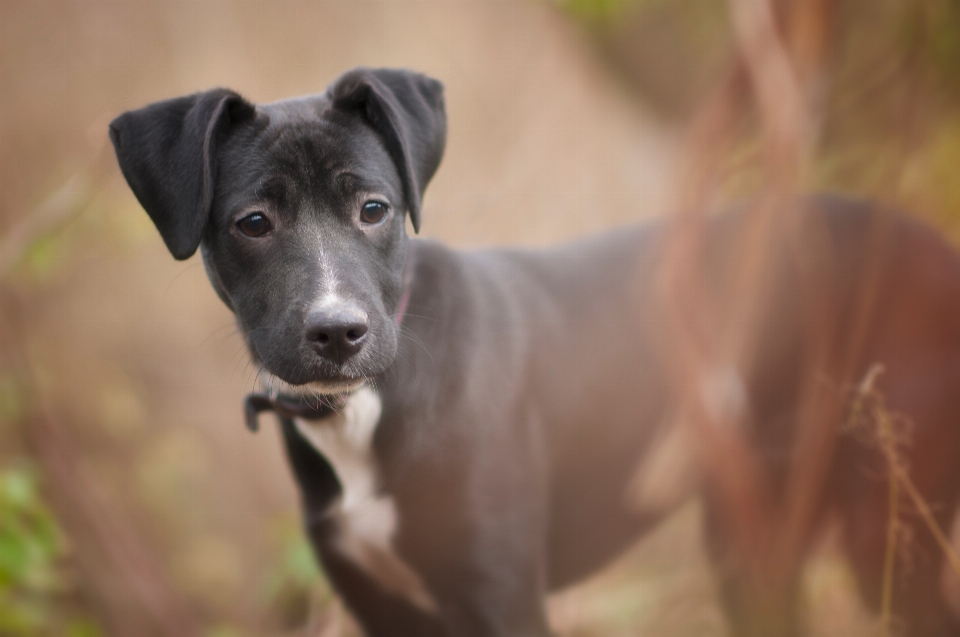 Welpe hund tier säugetier