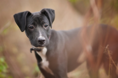 Foto Anak anjing satwa mamalia