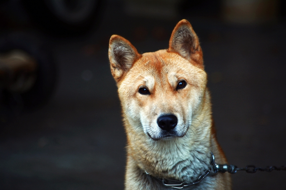 Alley puppy dog mammal