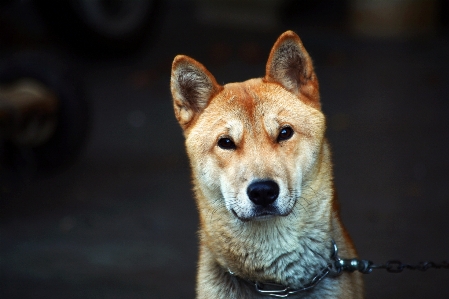 Alley puppy dog mammal Photo