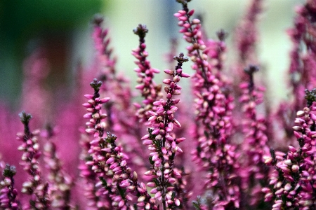 自然 草 花 植物 写真