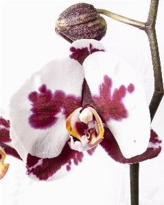 Nature blossom plant flower Photo