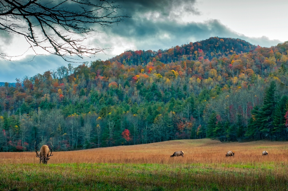 Landscape tree nature forest