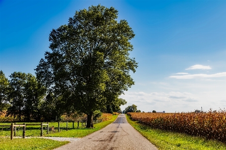 Landscape tree nature grass Photo