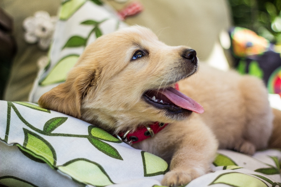 子犬 犬 哺乳類 ゴールデンレトリバー
