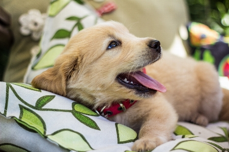 Foto Filhote de cachorro mamífero golden retriever
